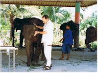 Elephant Healing